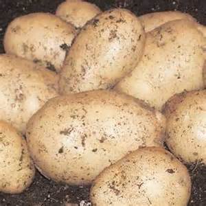 Main Crop Seed Potatoes