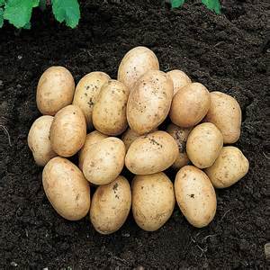 First Early Seed Potatoes First Early Seed Potatoes