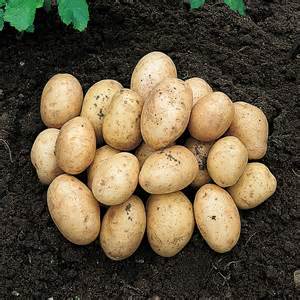 First Early Seed Potatoes