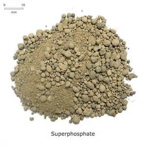 Superphosphate 2024
