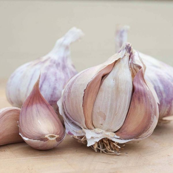 Germidour Garlic - 250g Taster Pack