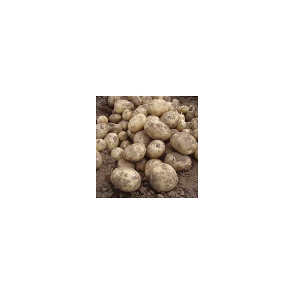 Potato Fertiliser 1.5kg