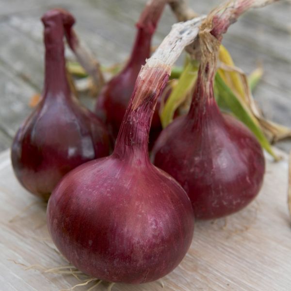 Red Baron Onions - 500g Pack