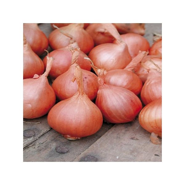 Red Sun Shallots - 500g Pack