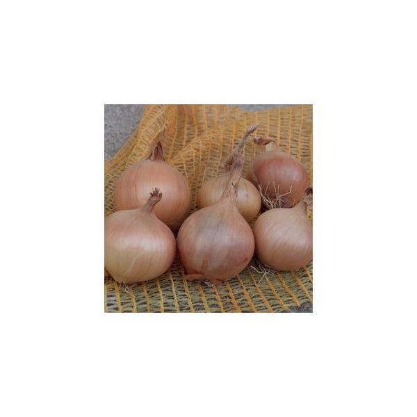 Sturon Onions - 1kg Pack