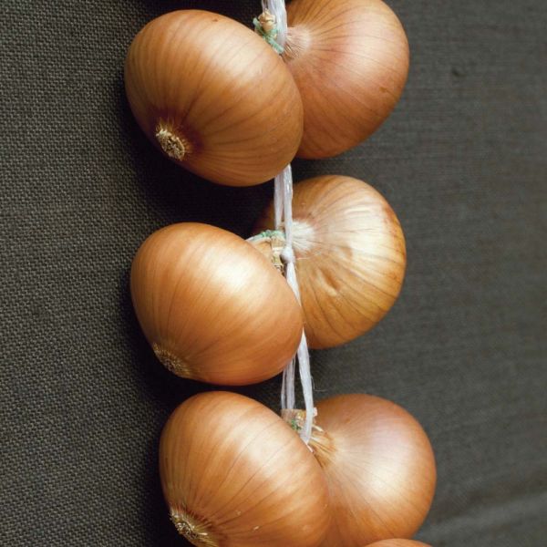Stuttgarter Onions - 1kg Pack
