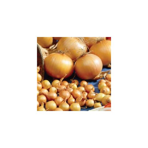 Centurion Onions - 1kg Pack