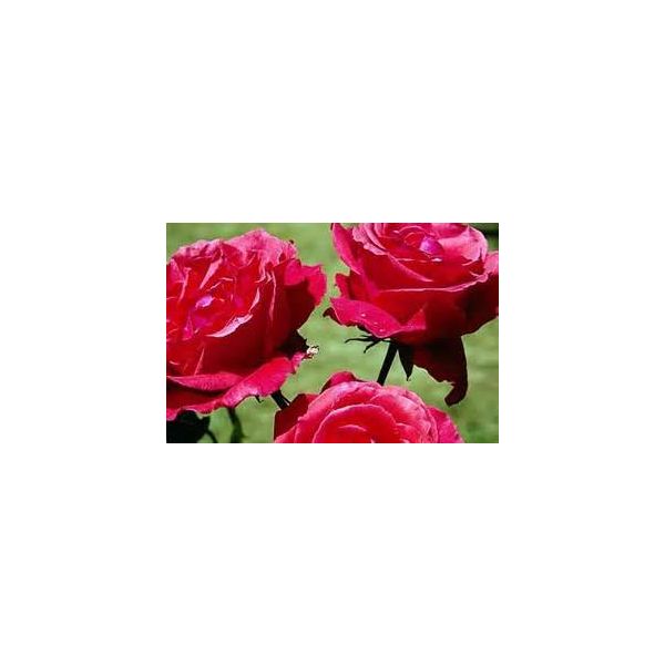 Rose Fertiliser 25kg