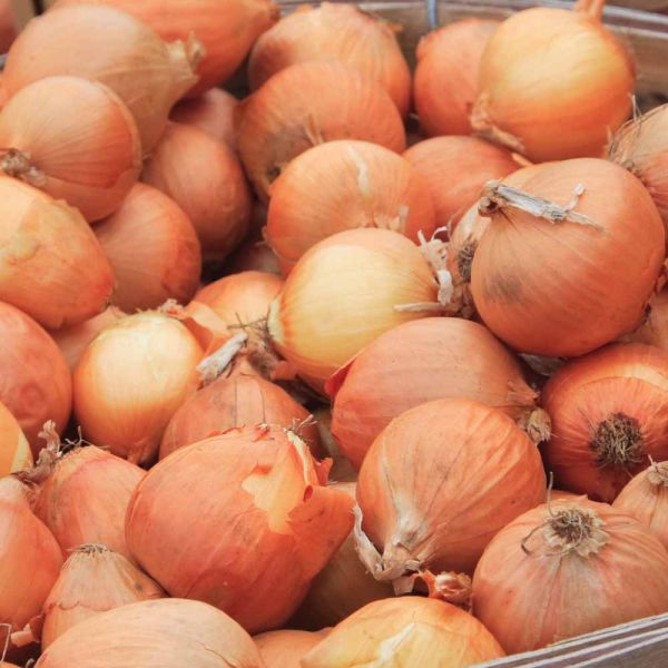 Turbo Onions - 500g Pack