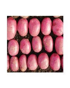 Caledonian Rose - 2kg Pack