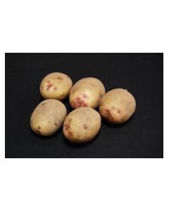 Cara - 2kg Pack