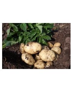 Casablanca - 2kg Pack
