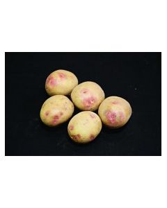 Picasso - 2kg Pack