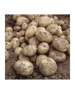 Potato Fertiliser 1.5kg