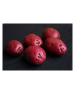 Red Duke of York - 2kg Pack