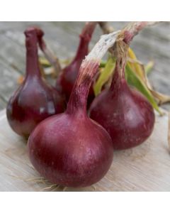 Red Baron Onions - 1kg Pack