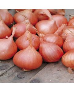 Red Sun Shallots - 500g Pack