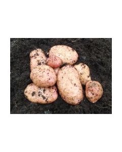 Sarpo Mira - 2kg Pack