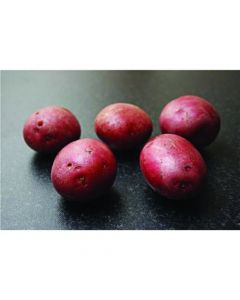 Setanta - 2kg Pack