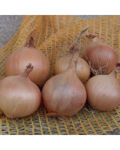 Sturon Onions - 500g Pack