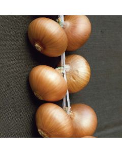 Stuttgarter Onions - 1kg Pack