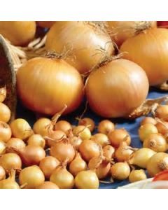 Centurion Onions - 500g Pack