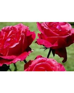 Rose Fertiliser 25kg