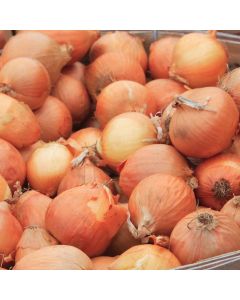 Turbo Onions - 1kg Pack