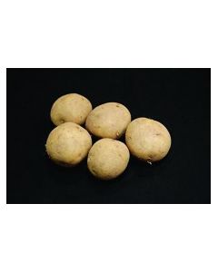 Winston - 2kg Pack