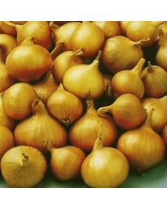 Yellow Moon Shallots - 500g Pack